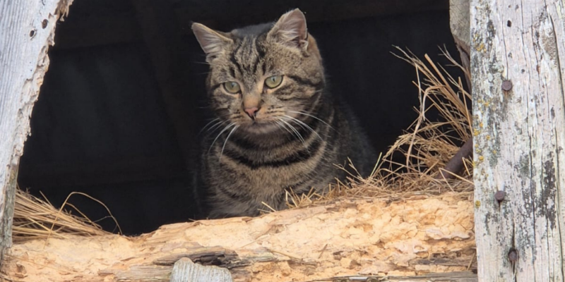 Svītrains kaķis ar zaļām acīm sēž tumšā, atvērtā vecas koka ēkas spraugā, ko ieskauj sausi salmi un koksnes atlūzas.